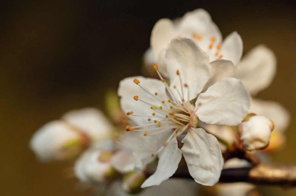 Kirschblüten